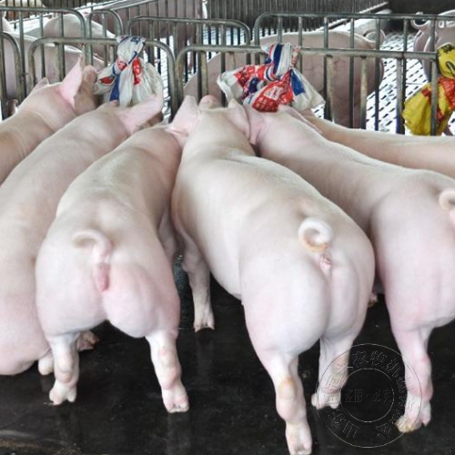 2021年猪市行情：年前压栏的养殖户，猪价走势或偏“震荡”，逢高出栏为好！