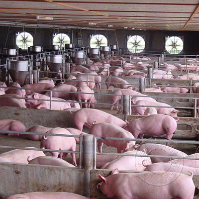 你知道大型猪场保育猪和育肥猪的管理侧重点在哪里吗？