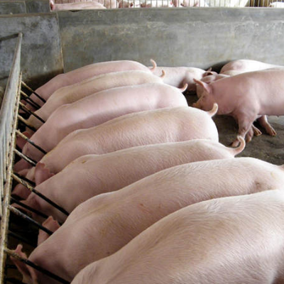秋季养猪，养殖户需要注意4要点