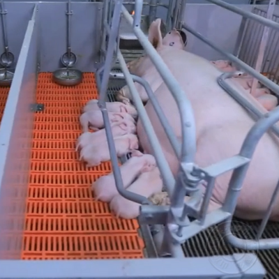 母猪产床在使用后需要掌握的消毒流程！
