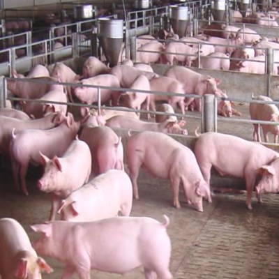 夏季后的猪场管理要做到哪些？切记3点助力经济效益翻倍！